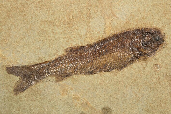 Jurassic Fossil Fish (Hulettia) - Wyoming #188878